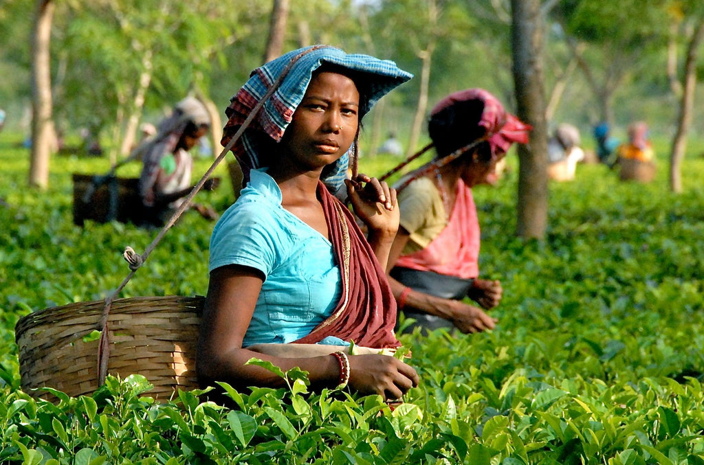 The Journey of Our Assam Tea...